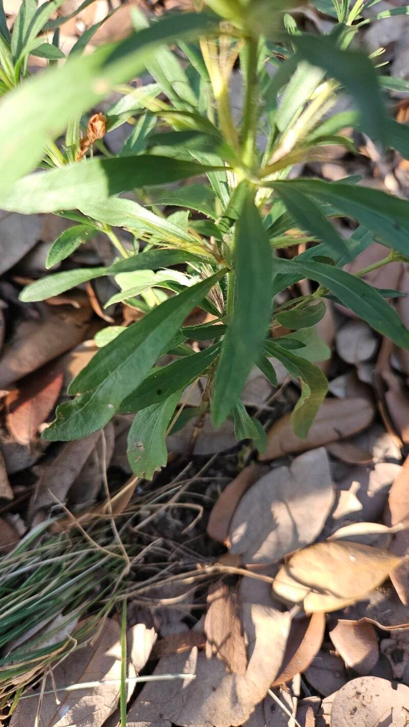 Dyschoriste linearis — houseplant care guide