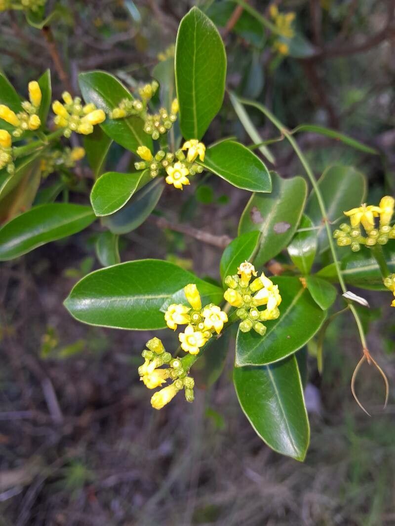 Psychotria isalensis flower