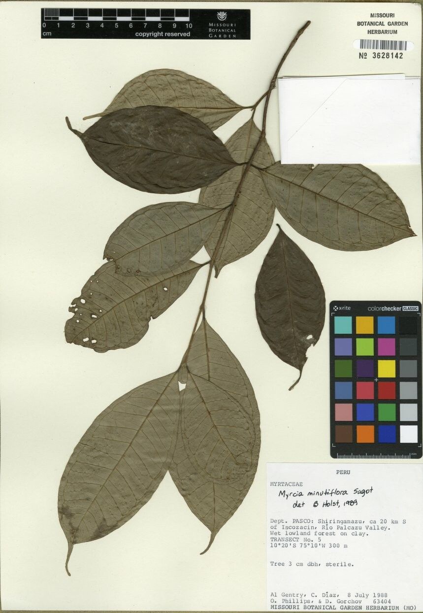 Myrcia minutiflora — houseplant care guide