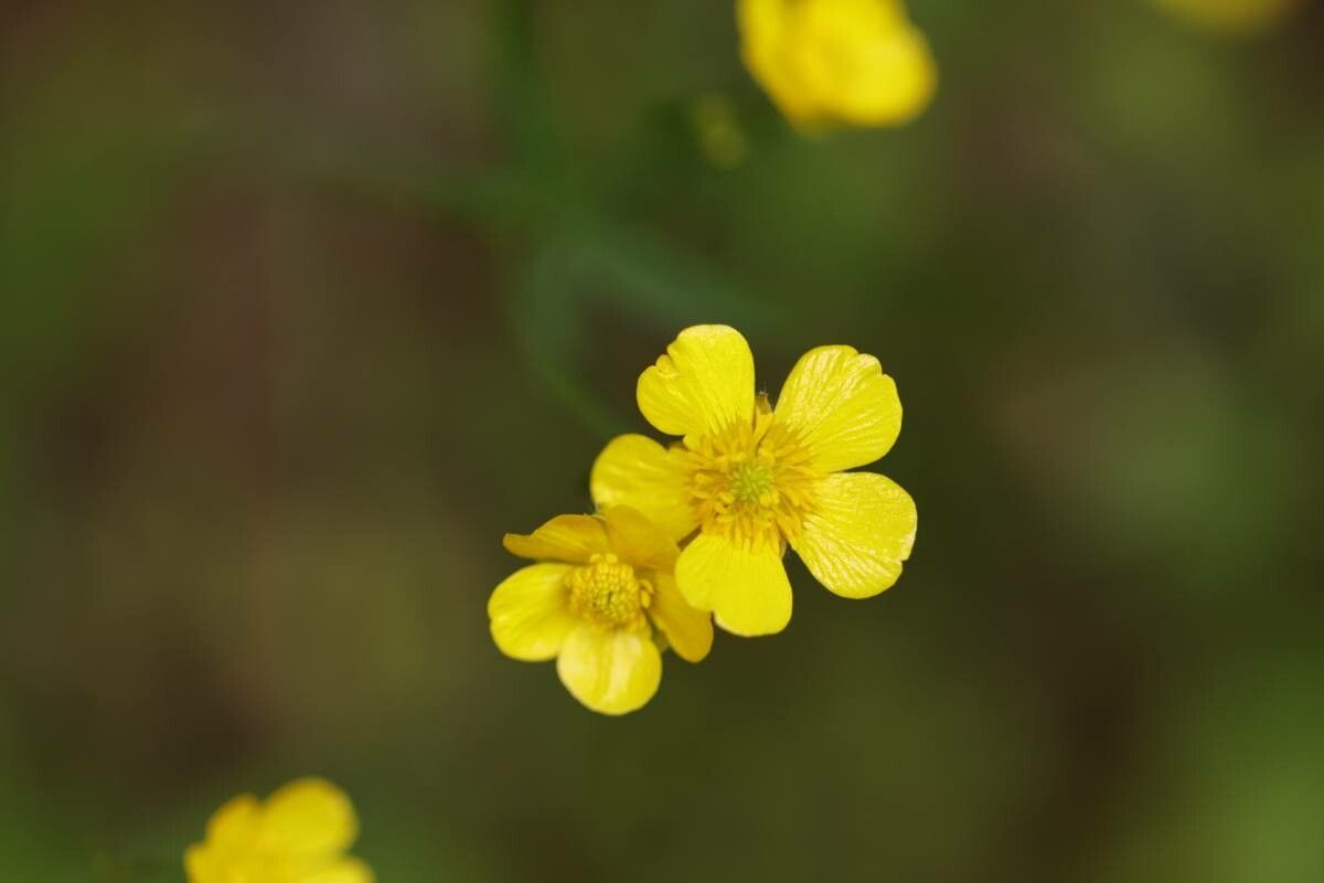 Ranunculus japonicus — houseplant care guide
