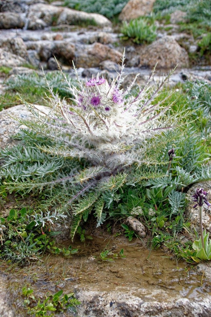 Schmalhausenia nidulans habit