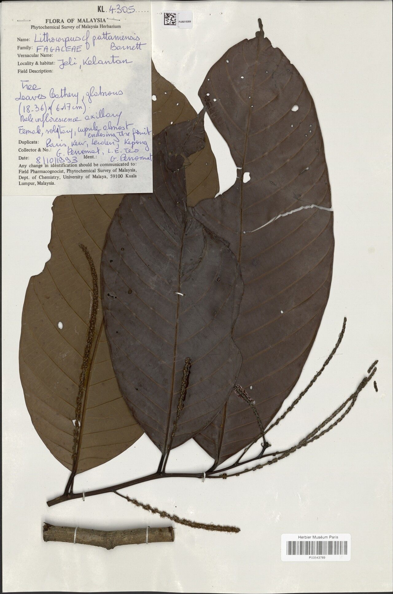 Lithocarpus pattaniensis — houseplant care guide