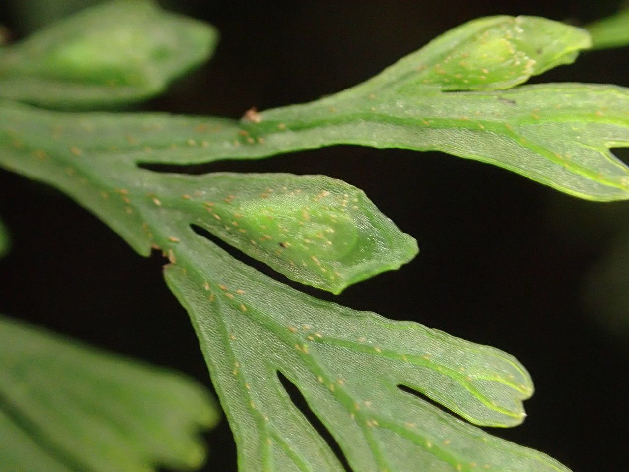 Trichomanes bipunctatum fruit
