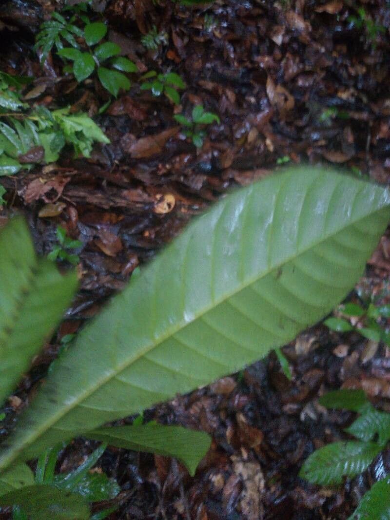 Pouteria singularis — search result for 'Pouteria'