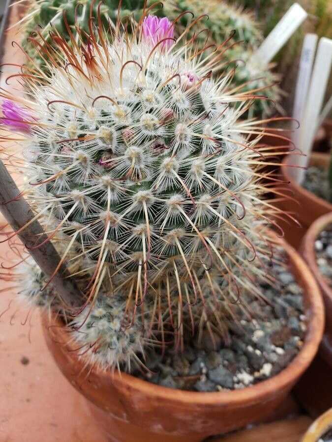 Mammillaria bombycina habit