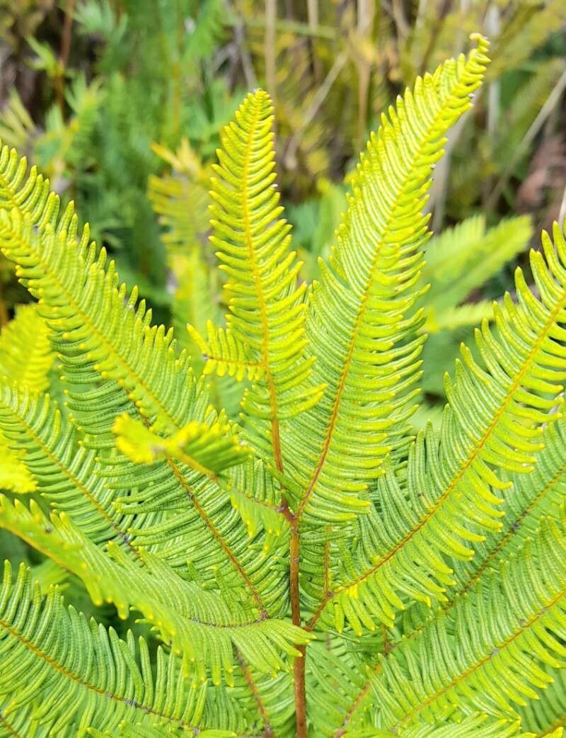 Sticherus cryptocarpus — related species from the same genus