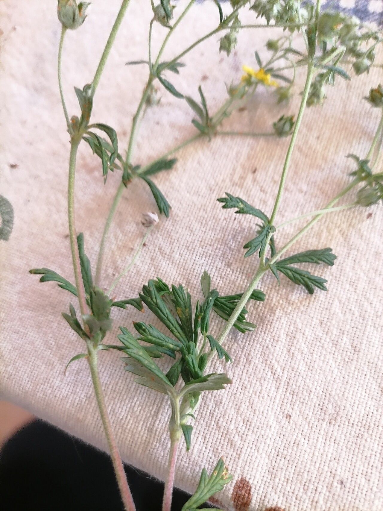 Potentilla inclinata leaf