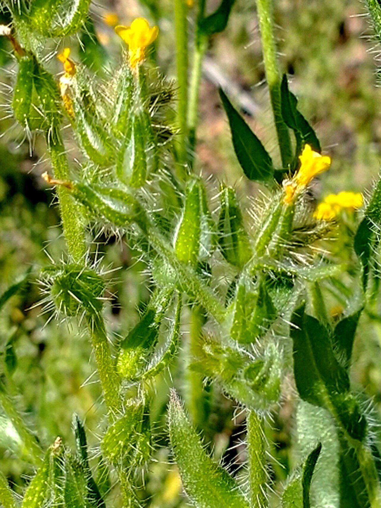 Amsinckia tessellata — houseplant care guide