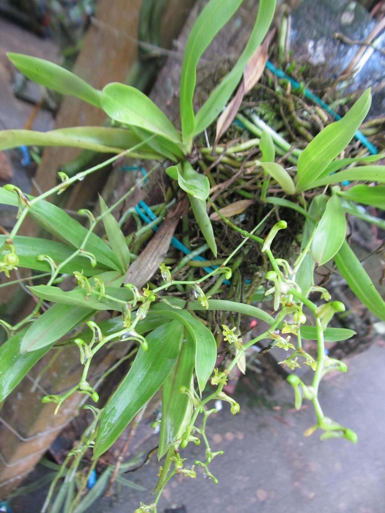 Diaphananthe bueae habit
