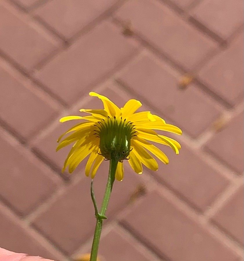 Senecio joppensis flower