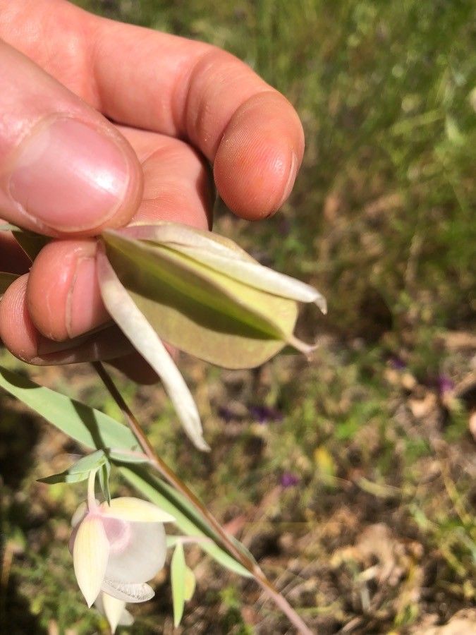 Calochortus albus fruit