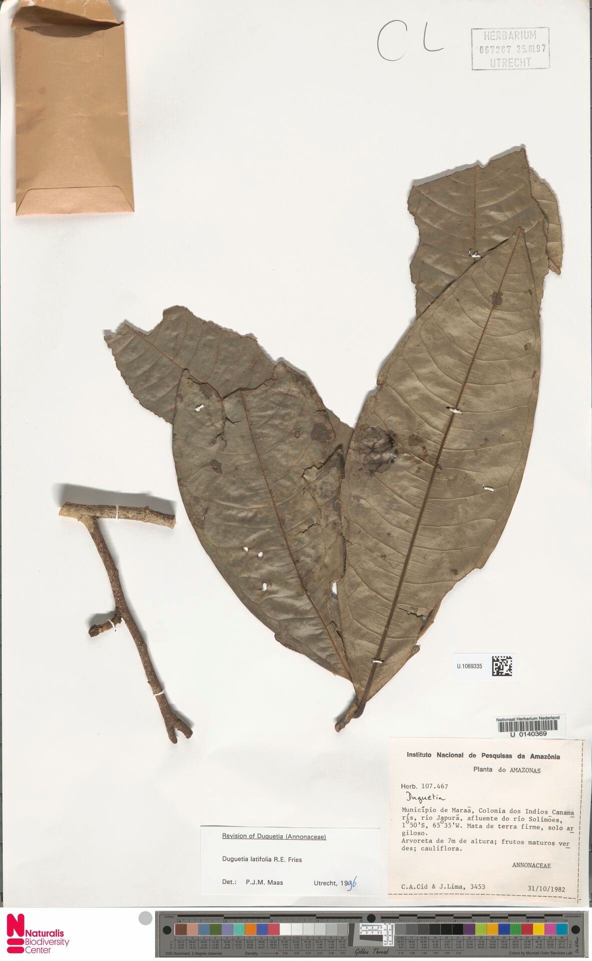 Duguetia latifolia — houseplant care guide