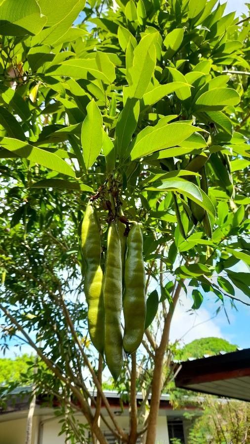 Clitoria fairchildiana fruit