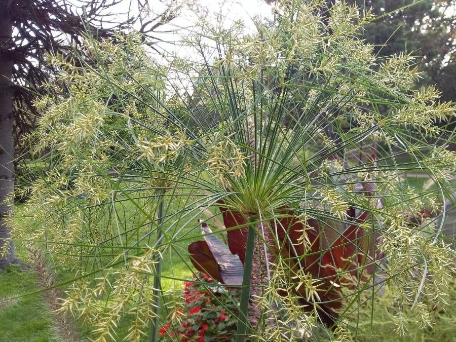Cyperus giganteus habit