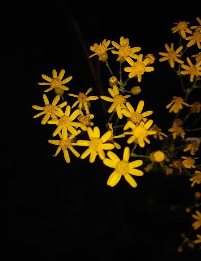 Chrysactinia mexicana flower