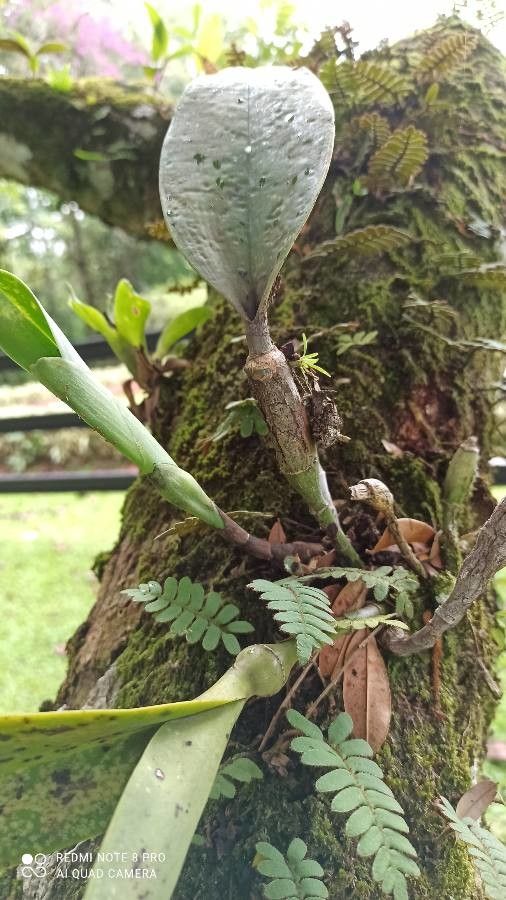 Dendrobium muricatum — houseplant care guide