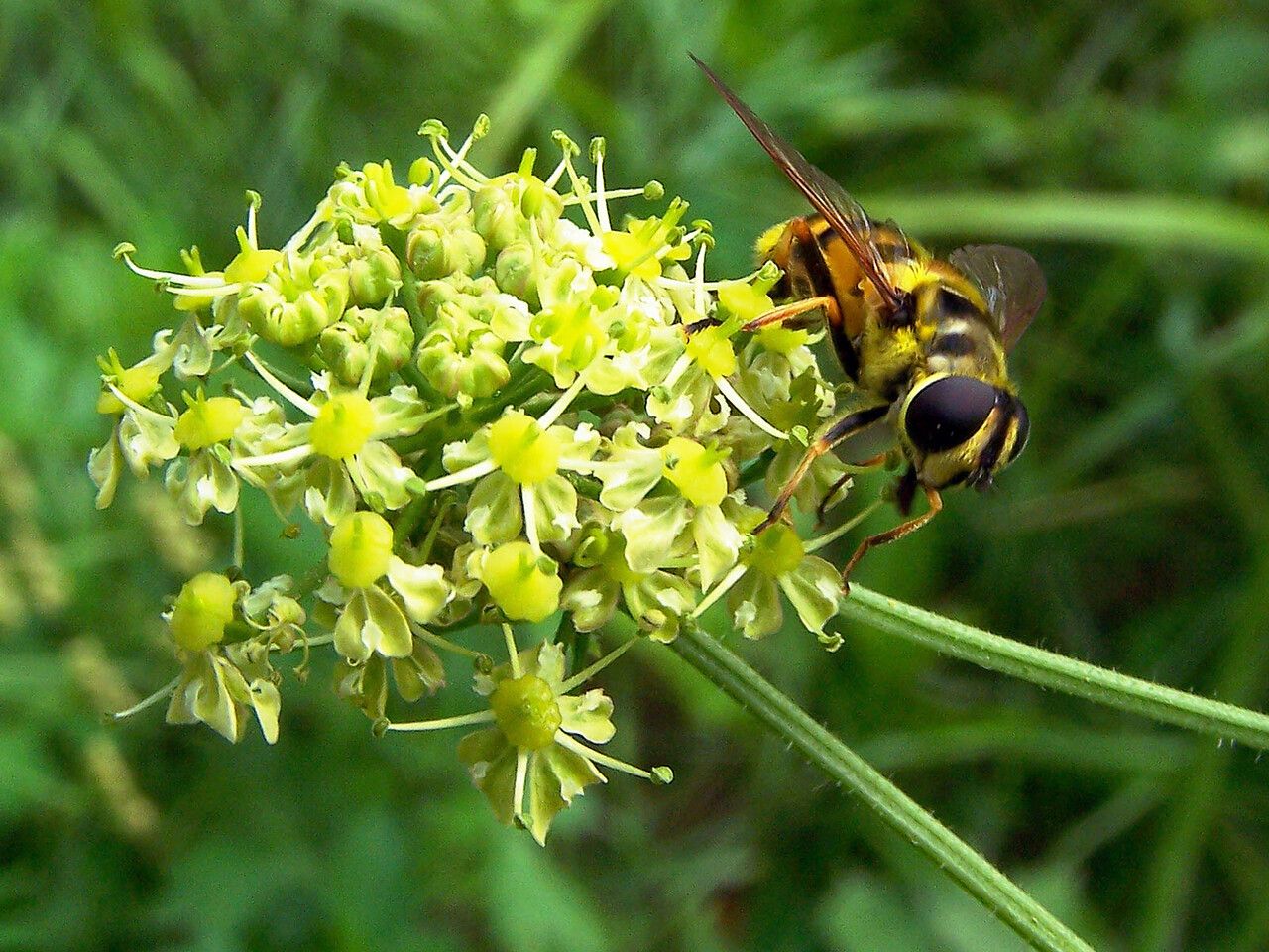 Heracleum sibiricum flower