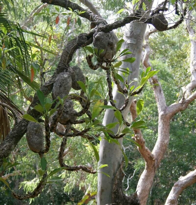 Myrmecodia tuberosa — houseplant care guide