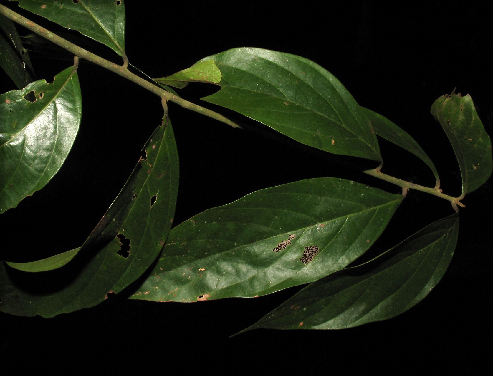 Nectandra matogrossensis leaf