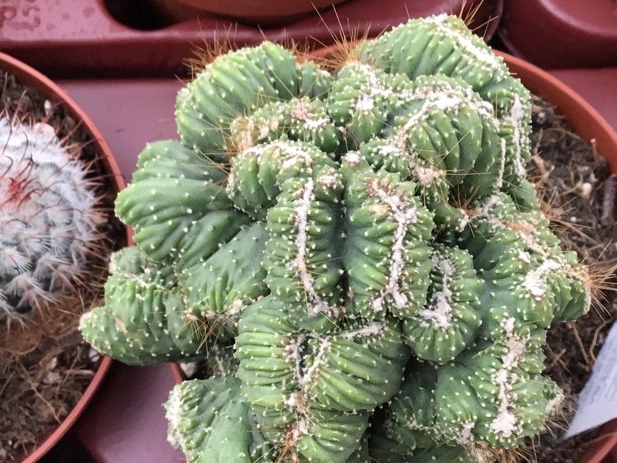 Cereus repandus — search result for 'Cereus'