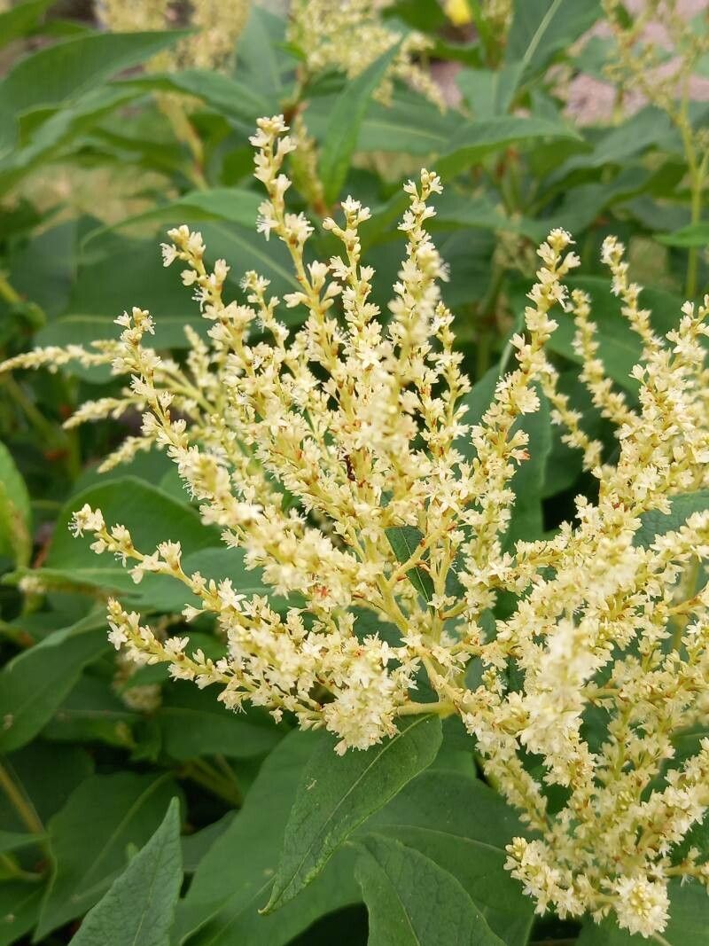 Koenigia weyrichii flower