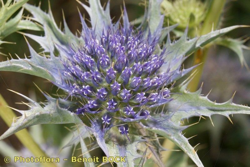 Eryngium aquifolium — related species from the same genus