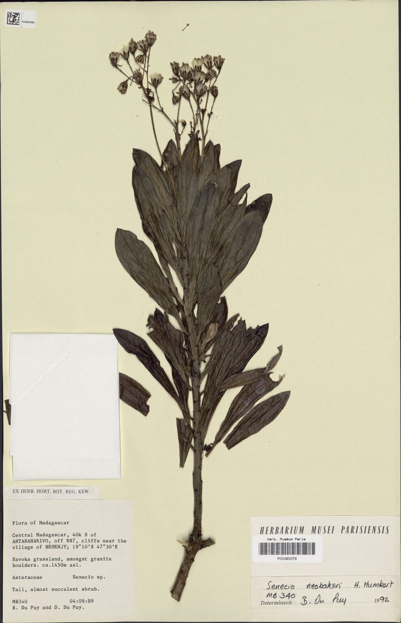 Senecio neobakeri — houseplant care guide