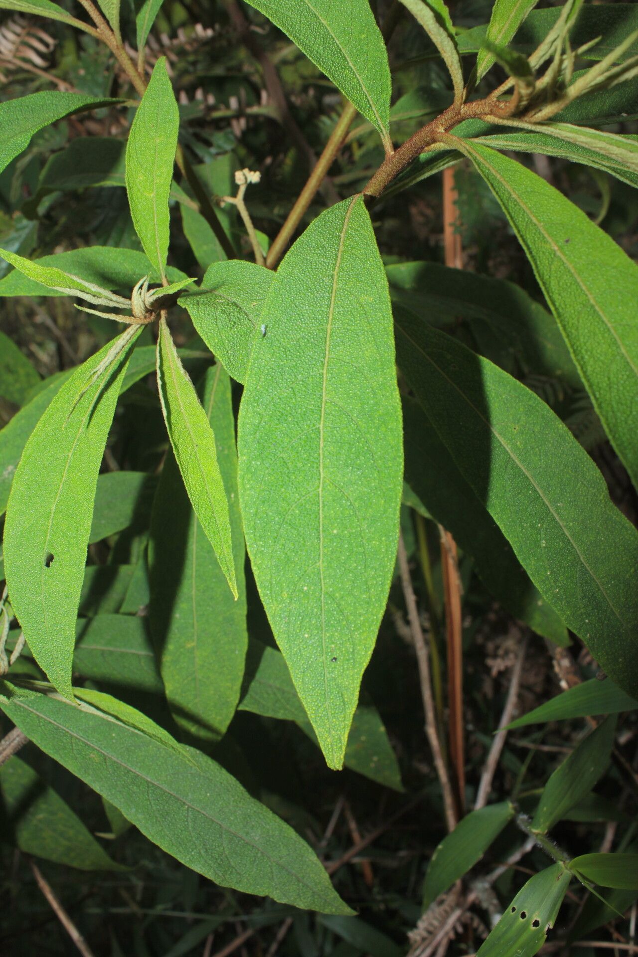 Solanum trachycyphum — houseplant care guide