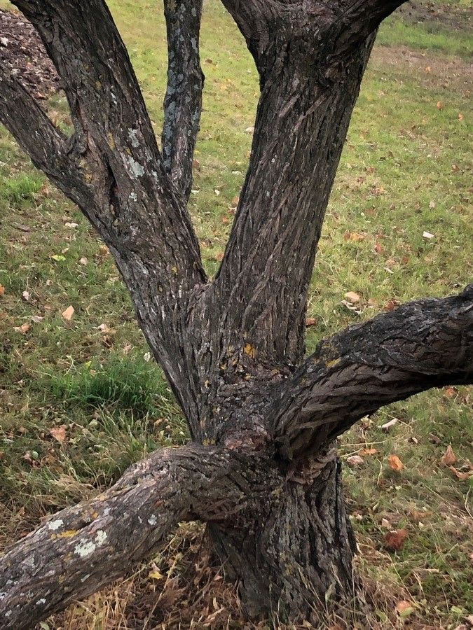 Xanthoceras sorbifolium bark