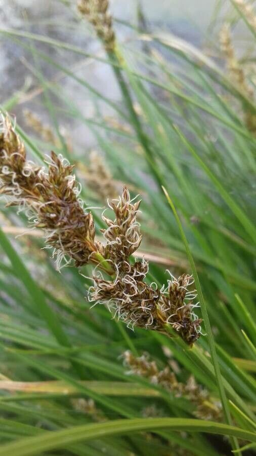 Carex paniculata fruit