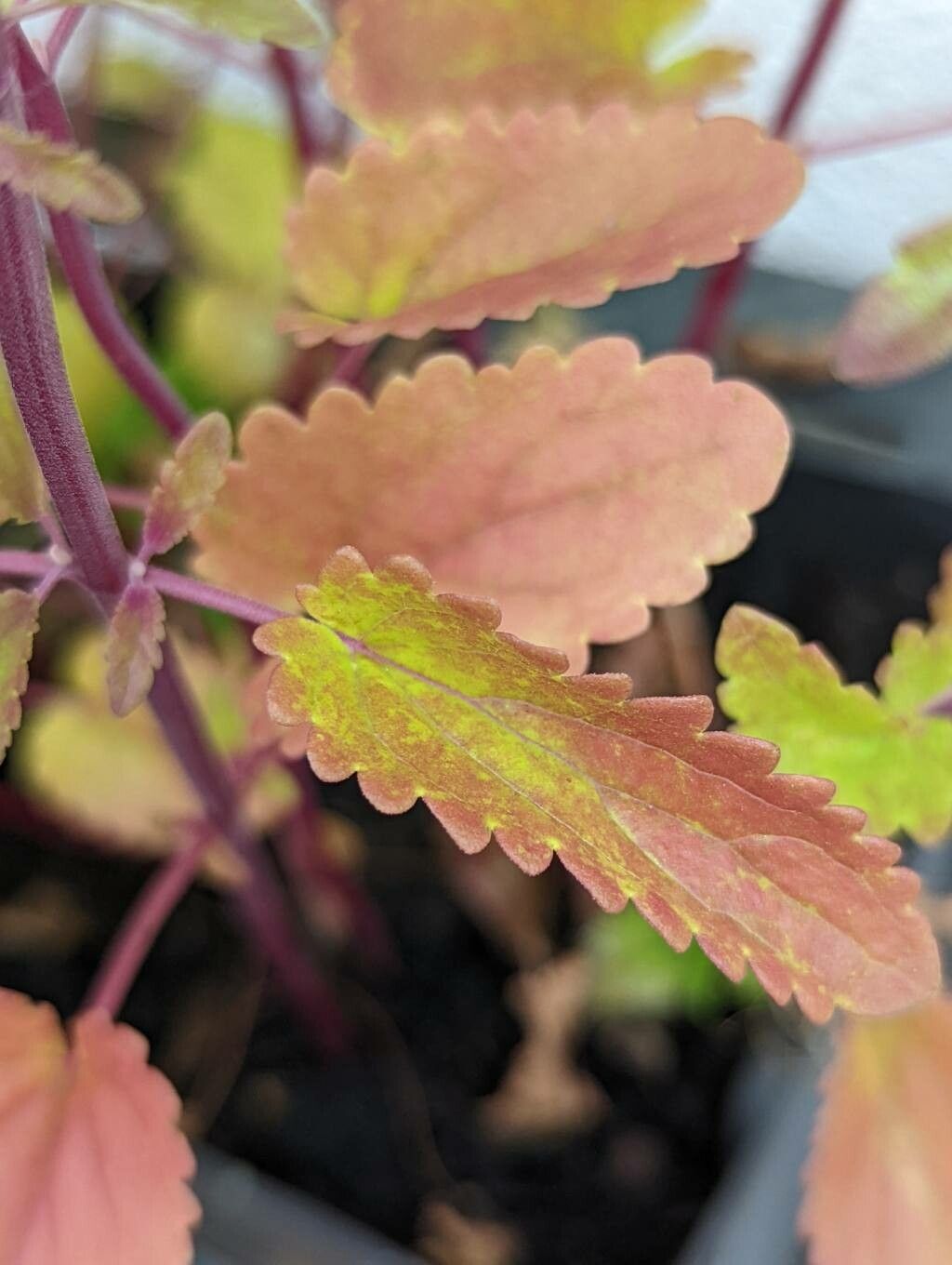 Dracocephalum moldavica — search result for 'Dracocephalum'