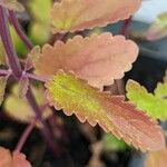 Dracocephalum moldavica