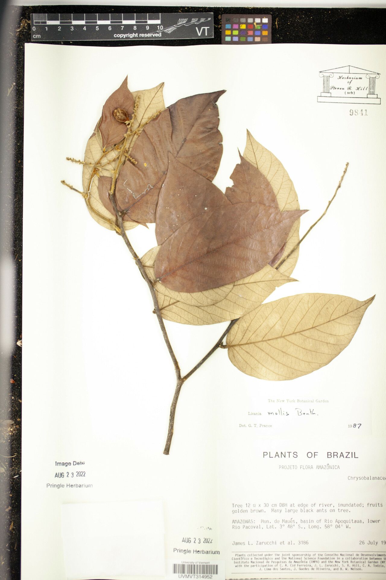 Licania mollis — houseplant care guide