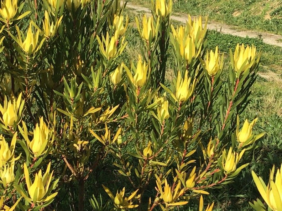 Leucadendron laureolum habit