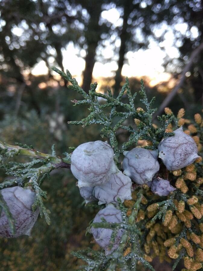 Cupressus arizonica fruit