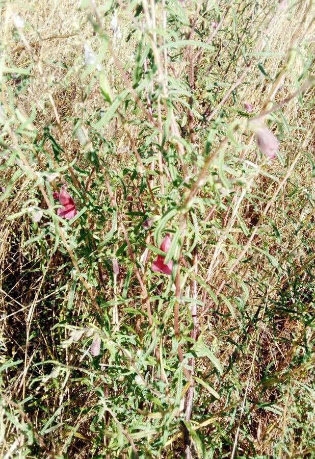 Sesamum sesamoides bark