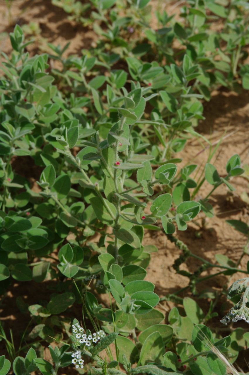Indigofera cordifolia other