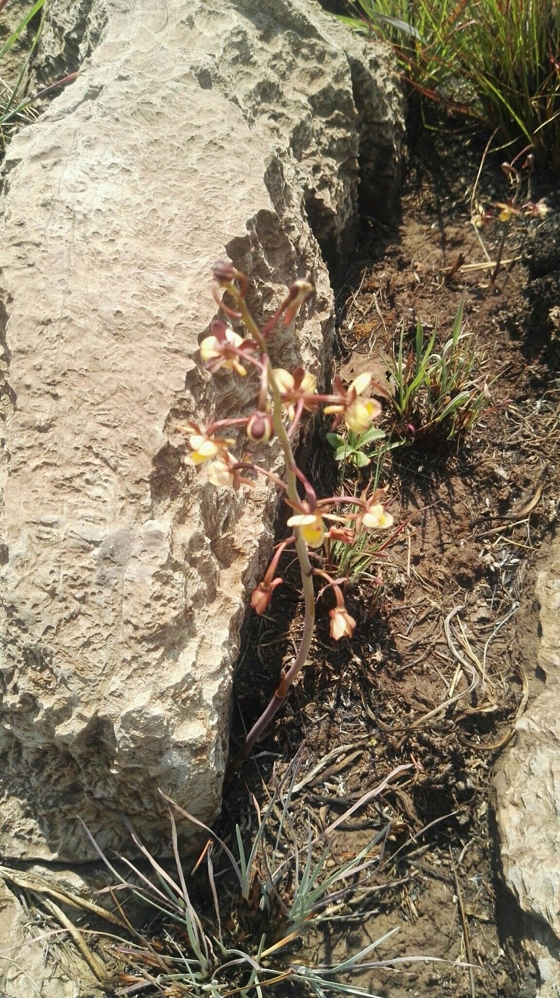 Eulophia clitellifera flower