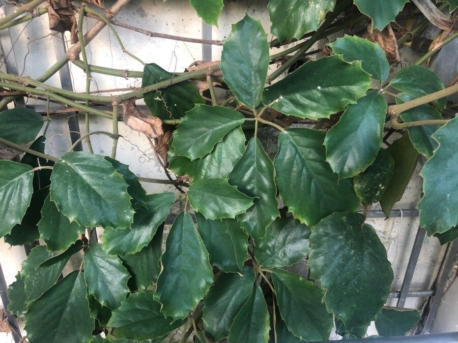 Tetrastigma voinierianum