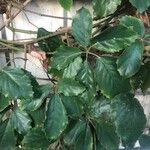 Tetrastigma voinierianum