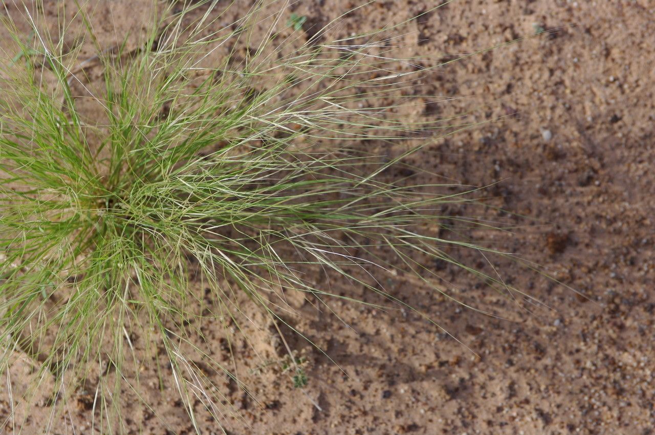 Aristida funiculata — search result for 'Aristida'
