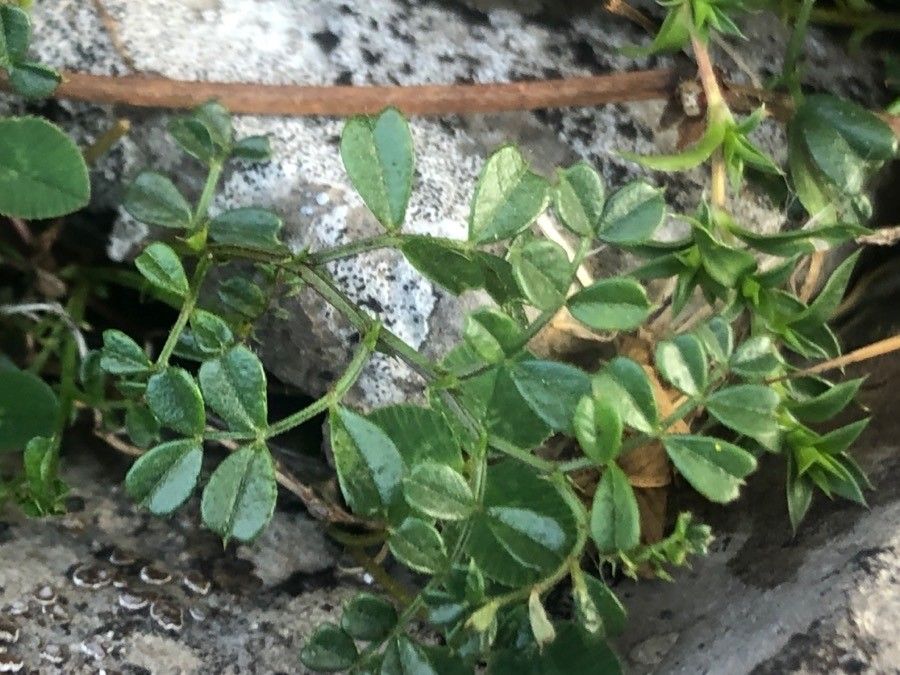 Vicia pyrenaica leaf