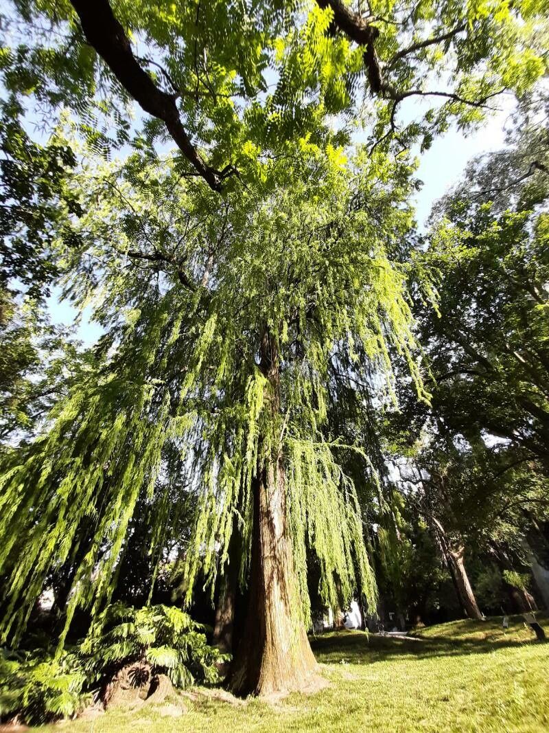 Taxodium mucronatum habit