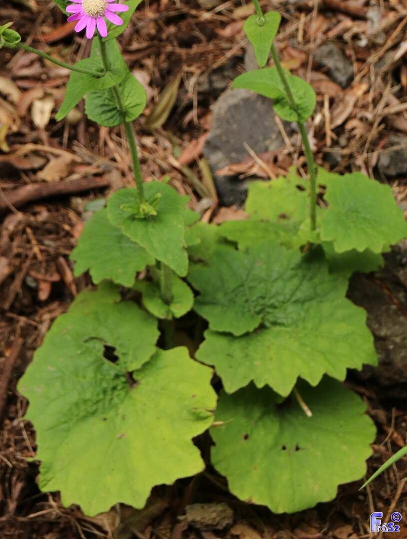Pericallis tussilaginis — search result for 'Pericallis'