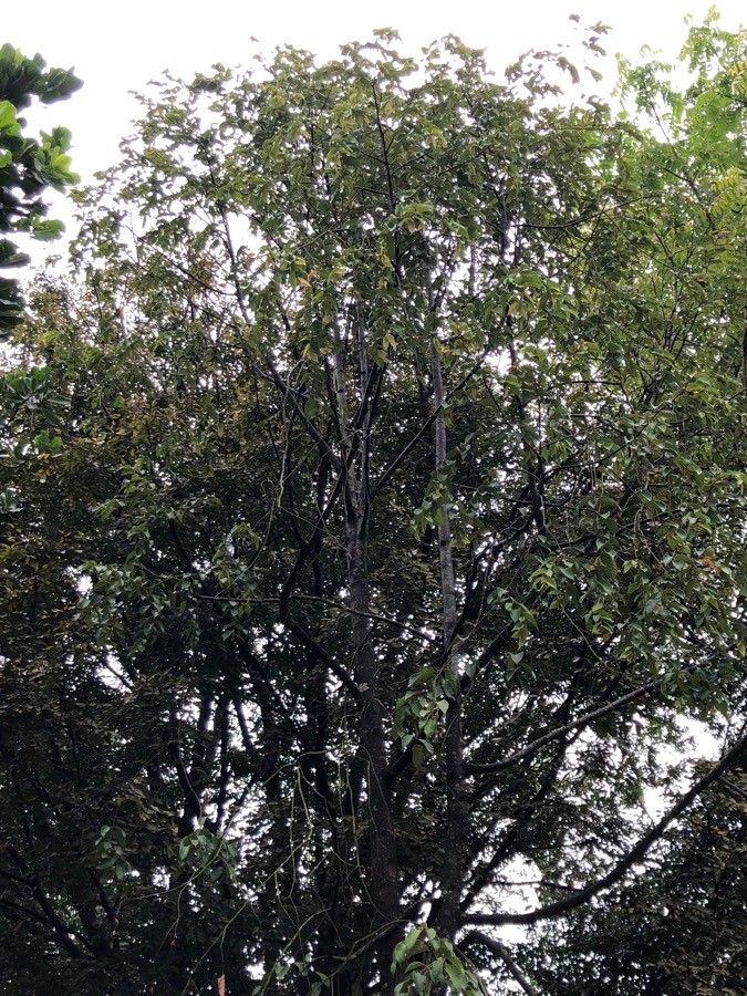 Shorea acuminata habit