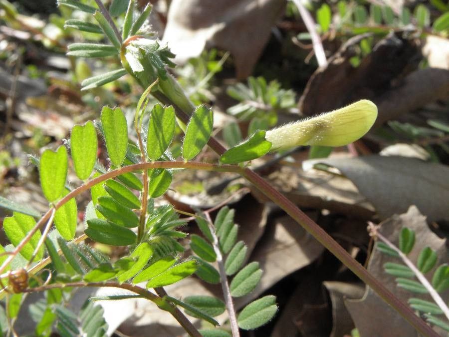Vicia hybrida flower
