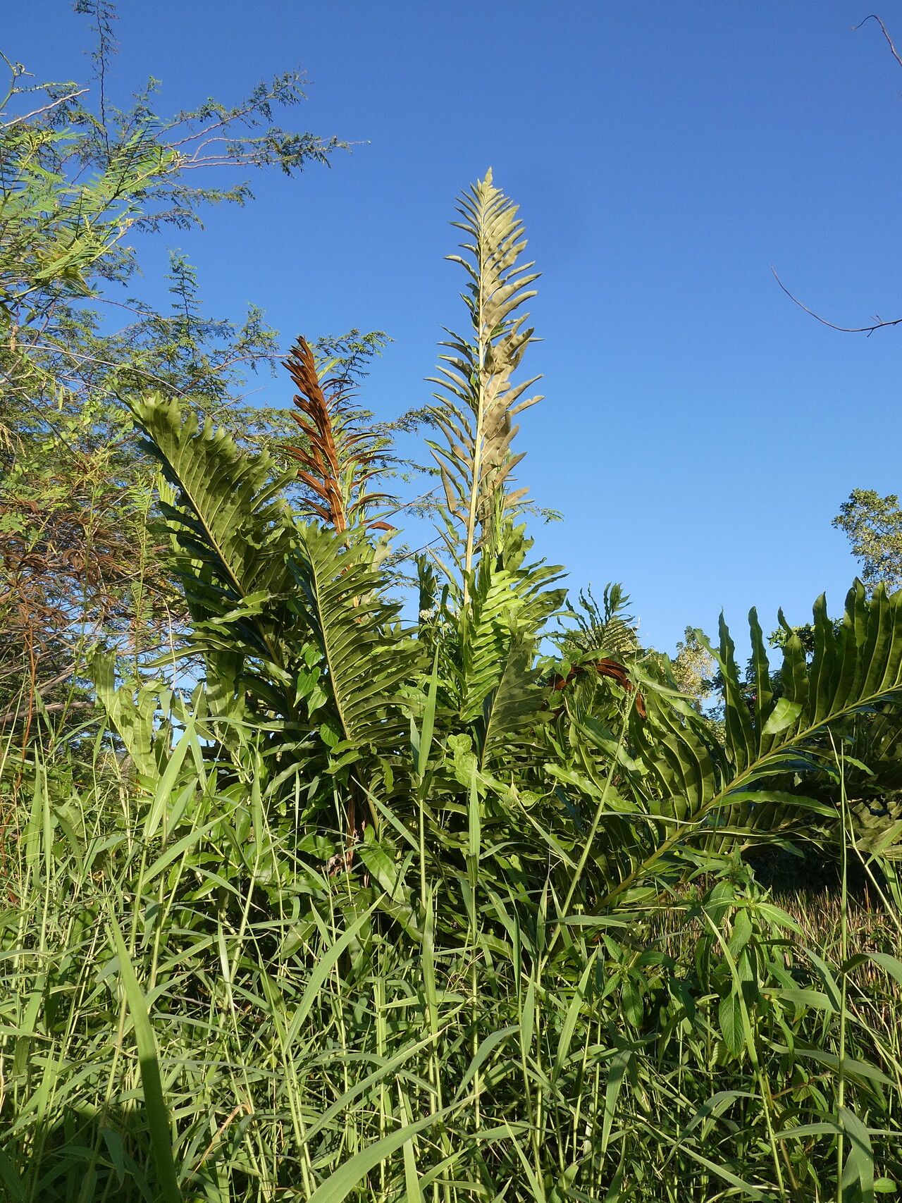 Acrostichum danaeifolium habit