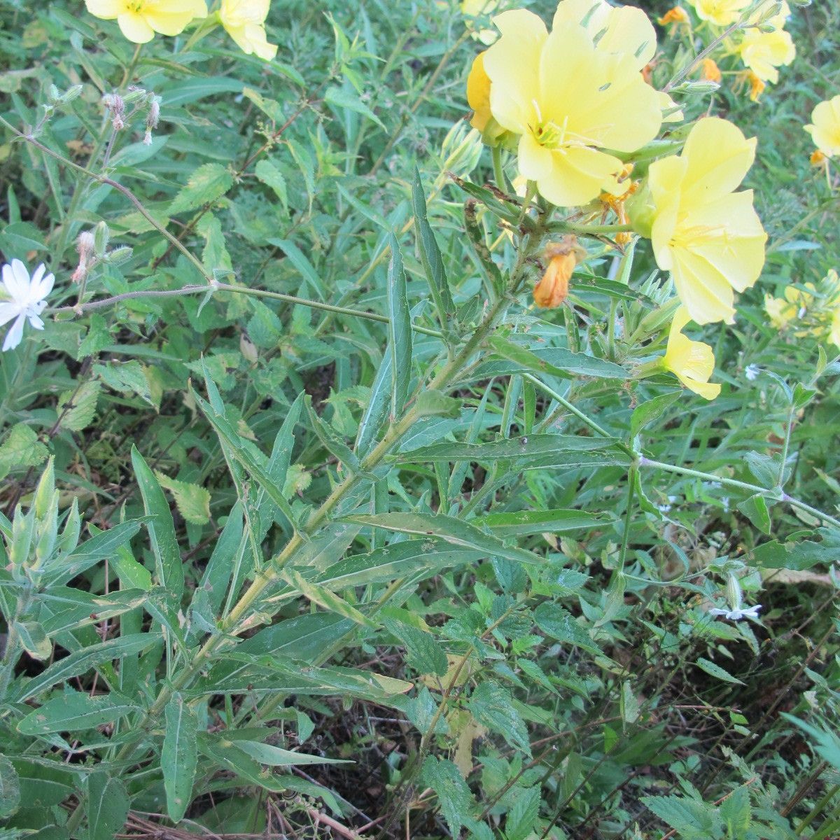 Oenothera cambrica habit