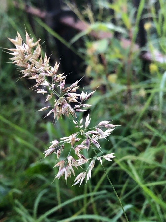 Holcus lanatus flower