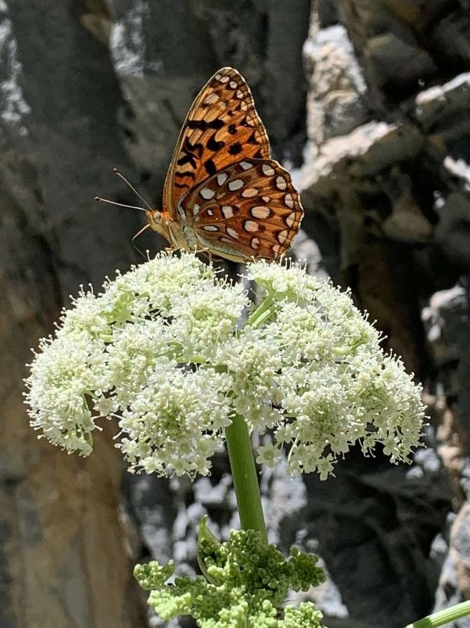 Angelica lineariloba flower